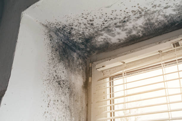 Affordable Basement Mold Removal solutions in Lawrence, NY